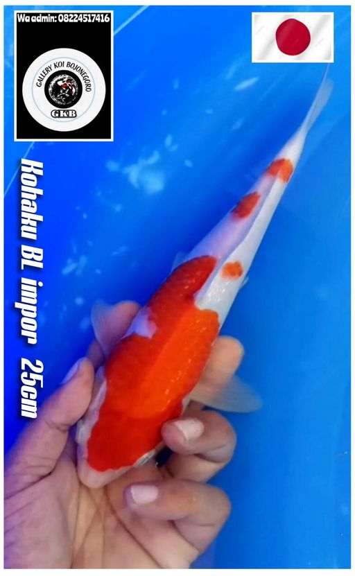 Lelang Koi Online, Jual Beli Ikan Koi, Pusat Jual Beli Koi, Info Lelang Koi Hari Ini, Platform Jual Beli Koi, Jual Beli Ikan Koi Online, Marketplace Ikan Koi, Jual Koi Terbaik, Tempat Beli Koi Berkualitas, Pasar Ikan Koi Online Terpercaya, Penjual Ikan Koi Terpercaya, Beli Koi Hias Online, Ikan Koi untuk Dijual, Koi Kualitas Terbaik, Toko Online Ikan Koi, Koi Hias Untuk Dijual, Jual Beli Ikan Koi Lokal, Koi Indonesia Online, Pusat Jual Beli Koi Terbesar