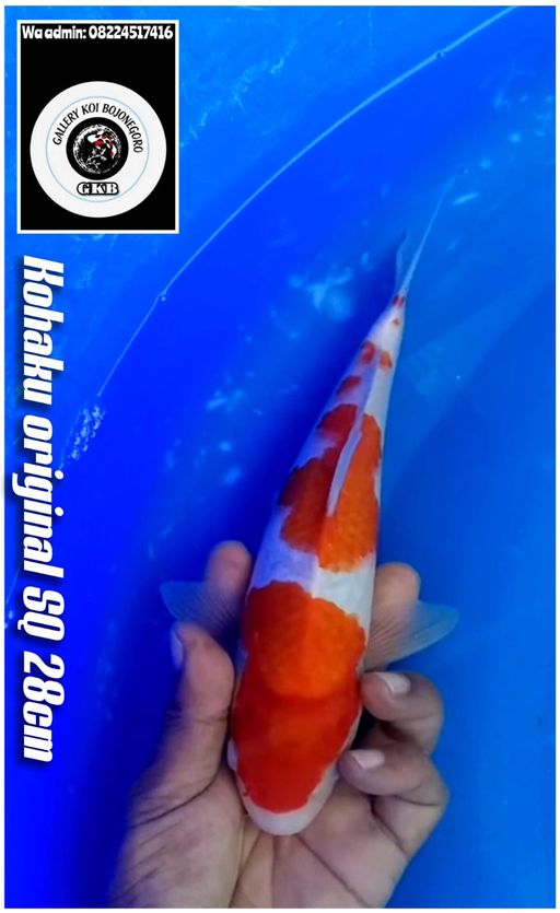 Lelang Koi Online, Jual Beli Ikan Koi, Pusat Jual Beli Koi, Info Lelang Koi Hari Ini, Platform Jual Beli Koi, Jual Beli Ikan Koi Online, Marketplace Ikan Koi, Jual Koi Terbaik, Tempat Beli Koi Berkualitas, Pasar Ikan Koi Online Terpercaya, Penjual Ikan Koi Terpercaya, Beli Koi Hias Online, Ikan Koi untuk Dijual, Koi Kualitas Terbaik, Toko Online Ikan Koi, Koi Hias Untuk Dijual, Jual Beli Ikan Koi Lokal, Koi Indonesia Online, Pusat Jual Beli Koi Terbesar