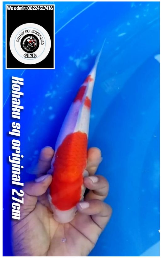 Lelang Koi Online, Jual Beli Ikan Koi, Pusat Jual Beli Koi, Info Lelang Koi Hari Ini, Platform Jual Beli Koi, Jual Beli Ikan Koi Online, Marketplace Ikan Koi, Jual Koi Terbaik, Tempat Beli Koi Berkualitas, Pasar Ikan Koi Online Terpercaya, Penjual Ikan Koi Terpercaya, Beli Koi Hias Online, Ikan Koi untuk Dijual, Koi Kualitas Terbaik, Toko Online Ikan Koi, Koi Hias Untuk Dijual, Jual Beli Ikan Koi Lokal, Koi Indonesia Online, Pusat Jual Beli Koi Terbesar