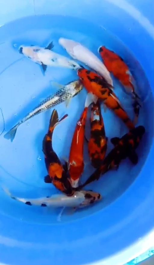 Lelang Koi Online, Jual Beli Ikan Koi, Pusat Jual Beli Koi, Info Lelang Koi Hari Ini, Platform Jual Beli Koi, Jual Beli Ikan Koi Online, Marketplace Ikan Koi, Jual Koi Terbaik, Tempat Beli Koi Berkualitas, Pasar Ikan Koi Online Terpercaya, Penjual Ikan Koi Terpercaya, Beli Koi Hias Online, Ikan Koi untuk Dijual, Koi Kualitas Terbaik, Toko Online Ikan Koi, Koi Hias Untuk Dijual, Jual Beli Ikan Koi Lokal, Koi Indonesia Online, Pusat Jual Beli Koi Terbesar