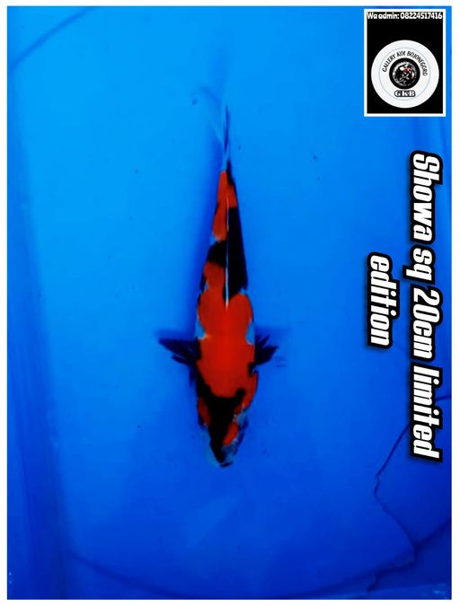 Lelang Koi Online, Jual Beli Ikan Koi, Pusat Jual Beli Koi, Info Lelang Koi Hari Ini, Platform Jual Beli Koi, Jual Beli Ikan Koi Online, Marketplace Ikan Koi, Jual Koi Terbaik, Tempat Beli Koi Berkualitas, Pasar Ikan Koi Online Terpercaya, Penjual Ikan Koi Terpercaya, Beli Koi Hias Online, Ikan Koi untuk Dijual, Koi Kualitas Terbaik, Toko Online Ikan Koi, Koi Hias Untuk Dijual, Jual Beli Ikan Koi Lokal, Koi Indonesia Online, Pusat Jual Beli Koi Terbesar