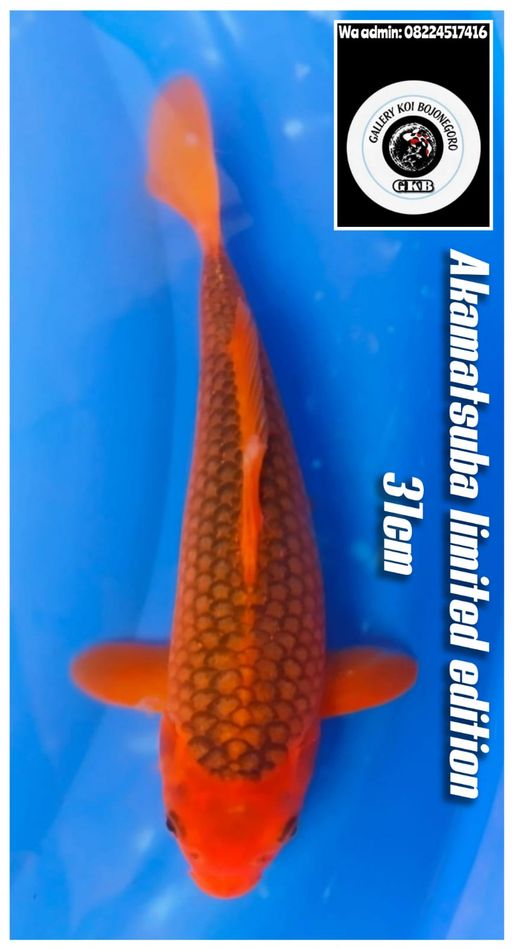 Lelang Koi Online, Jual Beli Ikan Koi, Pusat Jual Beli Koi, Info Lelang Koi Hari Ini, Platform Jual Beli Koi, Jual Beli Ikan Koi Online, Marketplace Ikan Koi, Jual Koi Terbaik, Tempat Beli Koi Berkualitas, Pasar Ikan Koi Online Terpercaya, Penjual Ikan Koi Terpercaya, Beli Koi Hias Online, Ikan Koi untuk Dijual, Koi Kualitas Terbaik, Toko Online Ikan Koi, Koi Hias Untuk Dijual, Jual Beli Ikan Koi Lokal, Koi Indonesia Online, Pusat Jual Beli Koi Terbesar