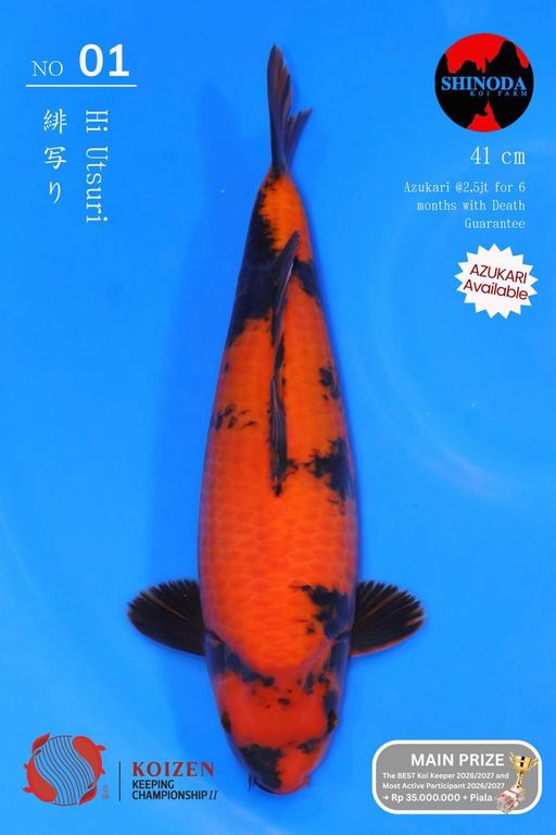 Lelang Koi Online, Jual Beli Ikan Koi, Pusat Jual Beli Koi, Info Lelang Koi Hari Ini, Platform Jual Beli Koi, Jual Beli Ikan Koi Online, Marketplace Ikan Koi, Jual Koi Terbaik, Tempat Beli Koi Berkualitas, Pasar Ikan Koi Online Terpercaya, Penjual Ikan Koi Terpercaya, Beli Koi Hias Online, Ikan Koi untuk Dijual, Koi Kualitas Terbaik, Toko Online Ikan Koi, Koi Hias Untuk Dijual, Jual Beli Ikan Koi Lokal, Koi Indonesia Online, Pusat Jual Beli Koi Terbesar