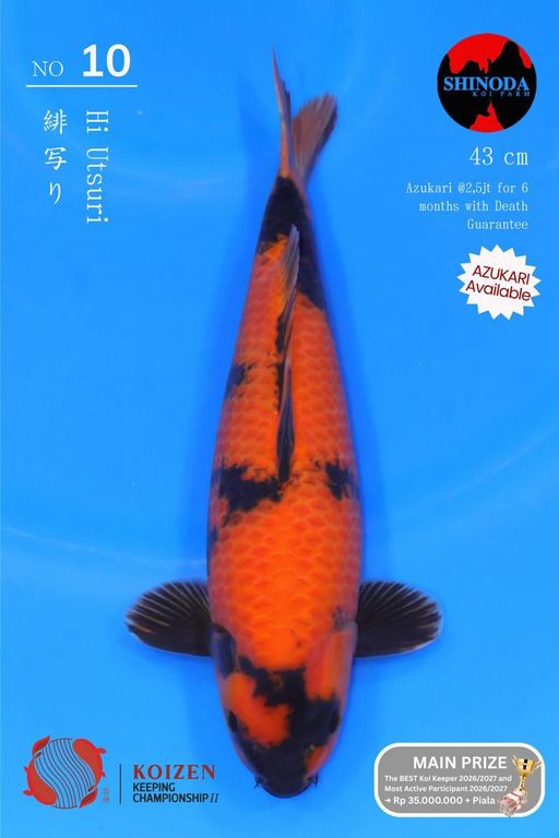 Lelang Koi Online, Jual Beli Ikan Koi, Pusat Jual Beli Koi, Info Lelang Koi Hari Ini, Platform Jual Beli Koi, Jual Beli Ikan Koi Online, Marketplace Ikan Koi, Jual Koi Terbaik, Tempat Beli Koi Berkualitas, Pasar Ikan Koi Online Terpercaya, Penjual Ikan Koi Terpercaya, Beli Koi Hias Online, Ikan Koi untuk Dijual, Koi Kualitas Terbaik, Toko Online Ikan Koi, Koi Hias Untuk Dijual, Jual Beli Ikan Koi Lokal, Koi Indonesia Online, Pusat Jual Beli Koi Terbesar