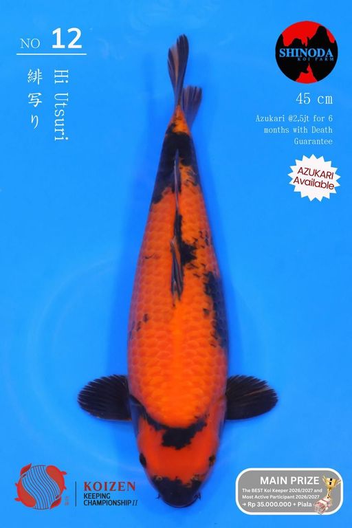Lelang Koi Online, Jual Beli Ikan Koi, Pusat Jual Beli Koi, Info Lelang Koi Hari Ini, Platform Jual Beli Koi, Jual Beli Ikan Koi Online, Marketplace Ikan Koi, Jual Koi Terbaik, Tempat Beli Koi Berkualitas, Pasar Ikan Koi Online Terpercaya, Penjual Ikan Koi Terpercaya, Beli Koi Hias Online, Ikan Koi untuk Dijual, Koi Kualitas Terbaik, Toko Online Ikan Koi, Koi Hias Untuk Dijual, Jual Beli Ikan Koi Lokal, Koi Indonesia Online, Pusat Jual Beli Koi Terbesar