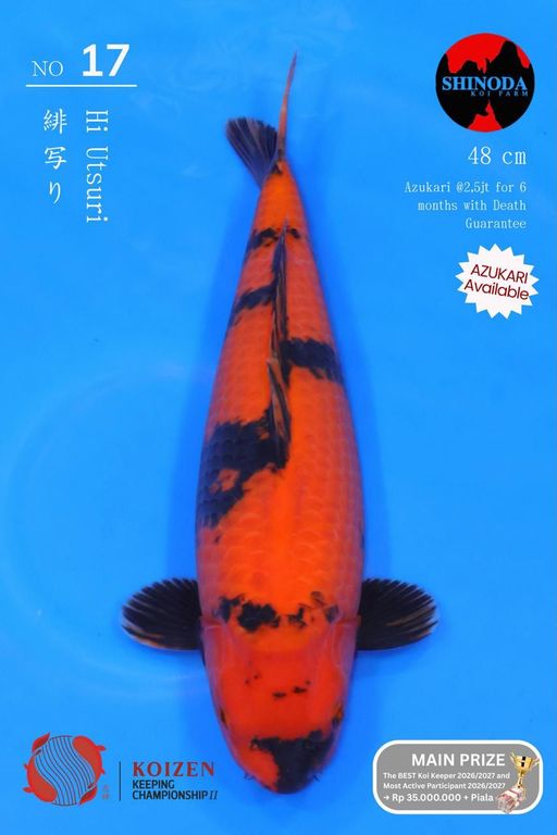 Lelang Koi Online, Jual Beli Ikan Koi, Pusat Jual Beli Koi, Info Lelang Koi Hari Ini, Platform Jual Beli Koi, Jual Beli Ikan Koi Online, Marketplace Ikan Koi, Jual Koi Terbaik, Tempat Beli Koi Berkualitas, Pasar Ikan Koi Online Terpercaya, Penjual Ikan Koi Terpercaya, Beli Koi Hias Online, Ikan Koi untuk Dijual, Koi Kualitas Terbaik, Toko Online Ikan Koi, Koi Hias Untuk Dijual, Jual Beli Ikan Koi Lokal, Koi Indonesia Online, Pusat Jual Beli Koi Terbesar