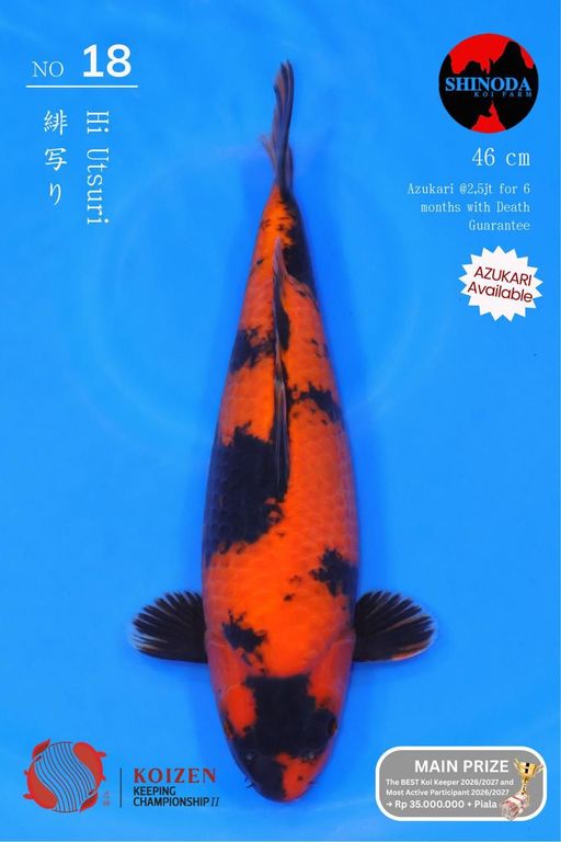 Lelang Koi Online, Jual Beli Ikan Koi, Pusat Jual Beli Koi, Info Lelang Koi Hari Ini, Platform Jual Beli Koi, Jual Beli Ikan Koi Online, Marketplace Ikan Koi, Jual Koi Terbaik, Tempat Beli Koi Berkualitas, Pasar Ikan Koi Online Terpercaya, Penjual Ikan Koi Terpercaya, Beli Koi Hias Online, Ikan Koi untuk Dijual, Koi Kualitas Terbaik, Toko Online Ikan Koi, Koi Hias Untuk Dijual, Jual Beli Ikan Koi Lokal, Koi Indonesia Online, Pusat Jual Beli Koi Terbesar