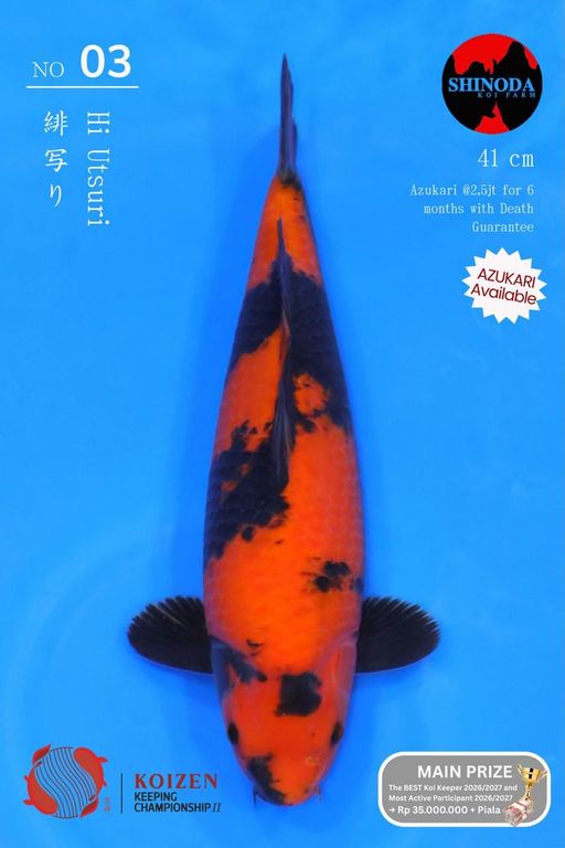 Lelang Koi Online, Jual Beli Ikan Koi, Pusat Jual Beli Koi, Info Lelang Koi Hari Ini, Platform Jual Beli Koi, Jual Beli Ikan Koi Online, Marketplace Ikan Koi, Jual Koi Terbaik, Tempat Beli Koi Berkualitas, Pasar Ikan Koi Online Terpercaya, Penjual Ikan Koi Terpercaya, Beli Koi Hias Online, Ikan Koi untuk Dijual, Koi Kualitas Terbaik, Toko Online Ikan Koi, Koi Hias Untuk Dijual, Jual Beli Ikan Koi Lokal, Koi Indonesia Online, Pusat Jual Beli Koi Terbesar