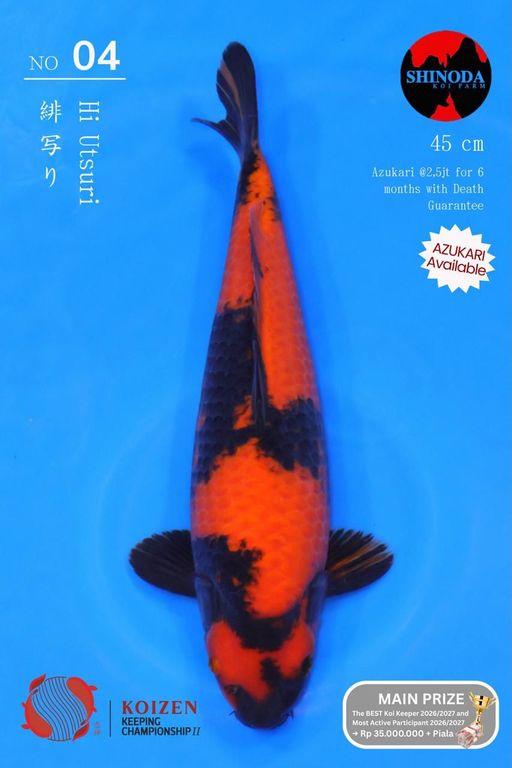 Lelang Koi Online, Jual Beli Ikan Koi, Pusat Jual Beli Koi, Info Lelang Koi Hari Ini, Platform Jual Beli Koi, Jual Beli Ikan Koi Online, Marketplace Ikan Koi, Jual Koi Terbaik, Tempat Beli Koi Berkualitas, Pasar Ikan Koi Online Terpercaya, Penjual Ikan Koi Terpercaya, Beli Koi Hias Online, Ikan Koi untuk Dijual, Koi Kualitas Terbaik, Toko Online Ikan Koi, Koi Hias Untuk Dijual, Jual Beli Ikan Koi Lokal, Koi Indonesia Online, Pusat Jual Beli Koi Terbesar