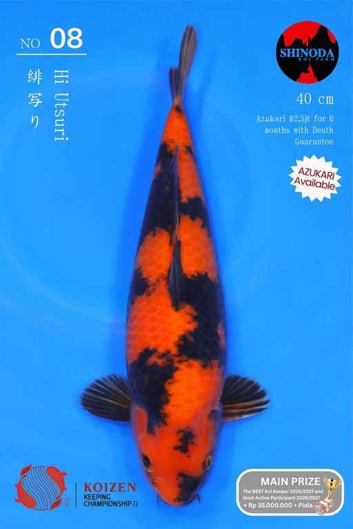 Lelang Koi Online, Jual Beli Ikan Koi, Pusat Jual Beli Koi, Info Lelang Koi Hari Ini, Platform Jual Beli Koi, Jual Beli Ikan Koi Online, Marketplace Ikan Koi, Jual Koi Terbaik, Tempat Beli Koi Berkualitas, Pasar Ikan Koi Online Terpercaya, Penjual Ikan Koi Terpercaya, Beli Koi Hias Online, Ikan Koi untuk Dijual, Koi Kualitas Terbaik, Toko Online Ikan Koi, Koi Hias Untuk Dijual, Jual Beli Ikan Koi Lokal, Koi Indonesia Online, Pusat Jual Beli Koi Terbesar