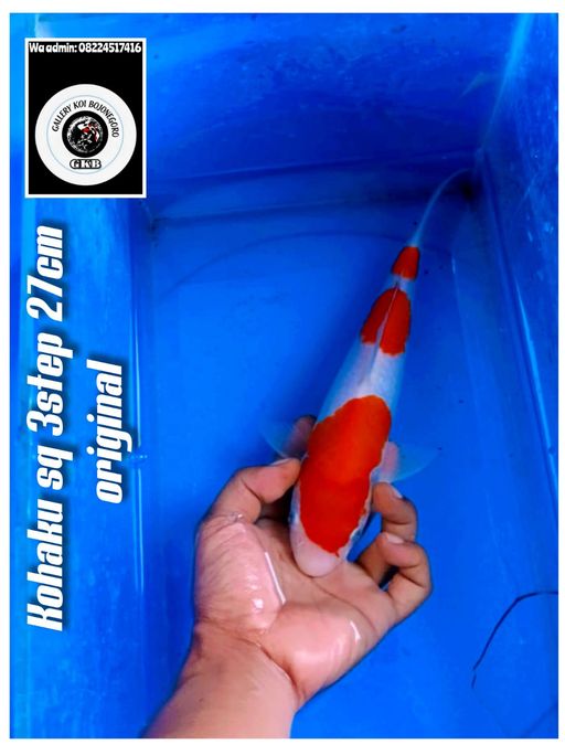 Lelang Koi Online, Jual Beli Ikan Koi, Pusat Jual Beli Koi, Info Lelang Koi Hari Ini, Platform Jual Beli Koi, Jual Beli Ikan Koi Online, Marketplace Ikan Koi, Jual Koi Terbaik, Tempat Beli Koi Berkualitas, Pasar Ikan Koi Online Terpercaya, Penjual Ikan Koi Terpercaya, Beli Koi Hias Online, Ikan Koi untuk Dijual, Koi Kualitas Terbaik, Toko Online Ikan Koi, Koi Hias Untuk Dijual, Jual Beli Ikan Koi Lokal, Koi Indonesia Online, Pusat Jual Beli Koi Terbesar