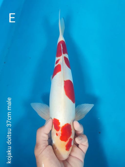 Lelang Koi Online, Jual Beli Ikan Koi, Pusat Jual Beli Koi, Info Lelang Koi Hari Ini, Platform Jual Beli Koi, Jual Beli Ikan Koi Online, Marketplace Ikan Koi, Jual Koi Terbaik, Tempat Beli Koi Berkualitas, Pasar Ikan Koi Online Terpercaya, Penjual Ikan Koi Terpercaya, Beli Koi Hias Online, Ikan Koi untuk Dijual, Koi Kualitas Terbaik, Toko Online Ikan Koi, Koi Hias Untuk Dijual, Jual Beli Ikan Koi Lokal, Koi Indonesia Online, Pusat Jual Beli Koi Terbesar
