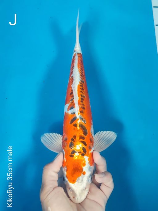 Lelang Koi Online, Jual Beli Ikan Koi, Pusat Jual Beli Koi, Info Lelang Koi Hari Ini, Platform Jual Beli Koi, Jual Beli Ikan Koi Online, Marketplace Ikan Koi, Jual Koi Terbaik, Tempat Beli Koi Berkualitas, Pasar Ikan Koi Online Terpercaya, Penjual Ikan Koi Terpercaya, Beli Koi Hias Online, Ikan Koi untuk Dijual, Koi Kualitas Terbaik, Toko Online Ikan Koi, Koi Hias Untuk Dijual, Jual Beli Ikan Koi Lokal, Koi Indonesia Online, Pusat Jual Beli Koi Terbesar