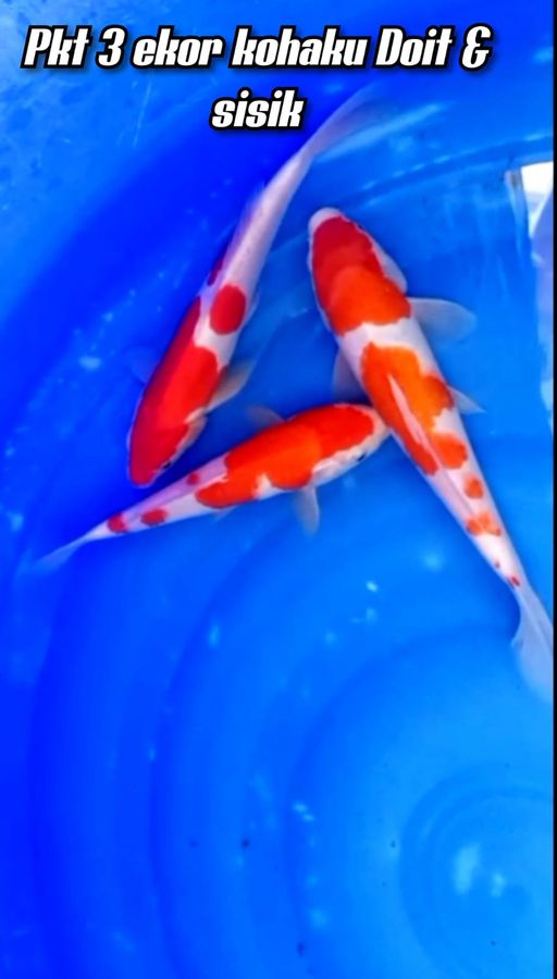 Lelang Koi Online, Jual Beli Ikan Koi, Pusat Jual Beli Koi, Info Lelang Koi Hari Ini, Platform Jual Beli Koi, Jual Beli Ikan Koi Online, Marketplace Ikan Koi, Jual Koi Terbaik, Tempat Beli Koi Berkualitas, Pasar Ikan Koi Online Terpercaya, Penjual Ikan Koi Terpercaya, Beli Koi Hias Online, Ikan Koi untuk Dijual, Koi Kualitas Terbaik, Toko Online Ikan Koi, Koi Hias Untuk Dijual, Jual Beli Ikan Koi Lokal, Koi Indonesia Online, Pusat Jual Beli Koi Terbesar