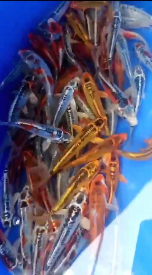 Lelang Koi Online, Jual Beli Ikan Koi, Pusat Jual Beli Koi, Info Lelang Koi Hari Ini, Platform Jual Beli Koi, Jual Beli Ikan Koi Online, Marketplace Ikan Koi, Jual Koi Terbaik, Tempat Beli Koi Berkualitas, Pasar Ikan Koi Online Terpercaya, Penjual Ikan Koi Terpercaya, Beli Koi Hias Online, Ikan Koi untuk Dijual, Koi Kualitas Terbaik, Toko Online Ikan Koi, Koi Hias Untuk Dijual, Jual Beli Ikan Koi Lokal, Koi Indonesia Online, Pusat Jual Beli Koi Terbesar