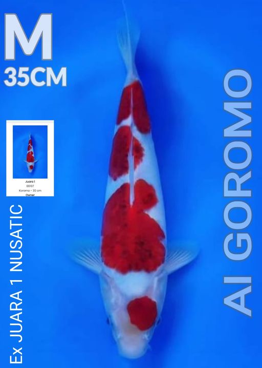 Lelang Koi Online, Jual Beli Ikan Koi, Pusat Jual Beli Koi, Info Lelang Koi Hari Ini, Platform Jual Beli Koi, Jual Beli Ikan Koi Online, Marketplace Ikan Koi, Jual Koi Terbaik, Tempat Beli Koi Berkualitas, Pasar Ikan Koi Online Terpercaya, Penjual Ikan Koi Terpercaya, Beli Koi Hias Online, Ikan Koi untuk Dijual, Koi Kualitas Terbaik, Toko Online Ikan Koi, Koi Hias Untuk Dijual, Jual Beli Ikan Koi Lokal, Koi Indonesia Online, Pusat Jual Beli Koi Terbesar