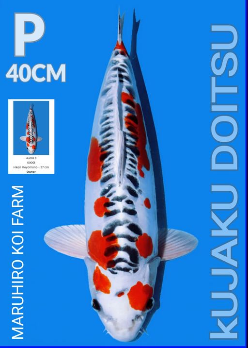 Lelang Koi Online, Jual Beli Ikan Koi, Pusat Jual Beli Koi, Info Lelang Koi Hari Ini, Platform Jual Beli Koi, Jual Beli Ikan Koi Online, Marketplace Ikan Koi, Jual Koi Terbaik, Tempat Beli Koi Berkualitas, Pasar Ikan Koi Online Terpercaya, Penjual Ikan Koi Terpercaya, Beli Koi Hias Online, Ikan Koi untuk Dijual, Koi Kualitas Terbaik, Toko Online Ikan Koi, Koi Hias Untuk Dijual, Jual Beli Ikan Koi Lokal, Koi Indonesia Online, Pusat Jual Beli Koi Terbesar