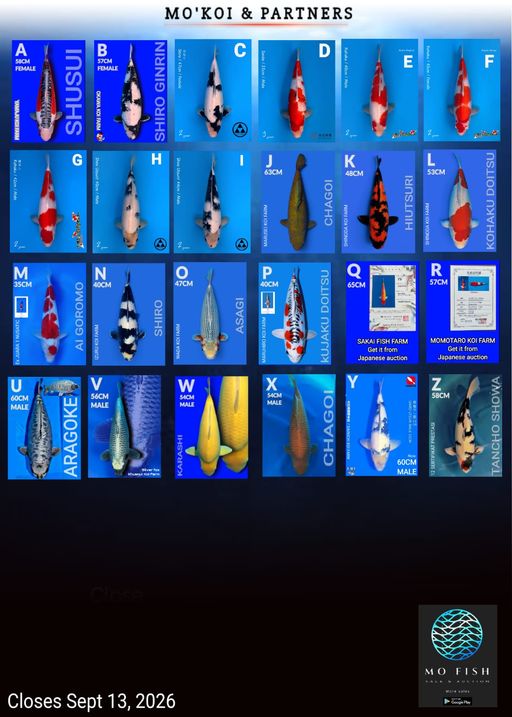 Lelang Koi Online, Jual Beli Ikan Koi, Pusat Jual Beli Koi, Info Lelang Koi Hari Ini, Platform Jual Beli Koi, Jual Beli Ikan Koi Online, Marketplace Ikan Koi, Jual Koi Terbaik, Tempat Beli Koi Berkualitas, Pasar Ikan Koi Online Terpercaya, Penjual Ikan Koi Terpercaya, Beli Koi Hias Online, Ikan Koi untuk Dijual, Koi Kualitas Terbaik, Toko Online Ikan Koi, Koi Hias Untuk Dijual, Jual Beli Ikan Koi Lokal, Koi Indonesia Online, Pusat Jual Beli Koi Terbesar