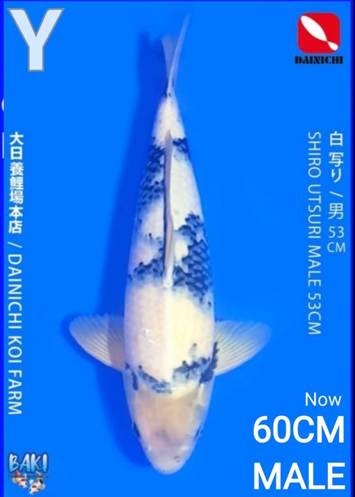 Lelang Koi Online, Jual Beli Ikan Koi, Pusat Jual Beli Koi, Info Lelang Koi Hari Ini, Platform Jual Beli Koi, Jual Beli Ikan Koi Online, Marketplace Ikan Koi, Jual Koi Terbaik, Tempat Beli Koi Berkualitas, Pasar Ikan Koi Online Terpercaya, Penjual Ikan Koi Terpercaya, Beli Koi Hias Online, Ikan Koi untuk Dijual, Koi Kualitas Terbaik, Toko Online Ikan Koi, Koi Hias Untuk Dijual, Jual Beli Ikan Koi Lokal, Koi Indonesia Online, Pusat Jual Beli Koi Terbesar