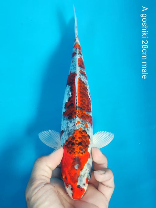 Lelang Koi Online, Jual Beli Ikan Koi, Pusat Jual Beli Koi, Info Lelang Koi Hari Ini, Platform Jual Beli Koi, Jual Beli Ikan Koi Online, Marketplace Ikan Koi, Jual Koi Terbaik, Tempat Beli Koi Berkualitas, Pasar Ikan Koi Online Terpercaya, Penjual Ikan Koi Terpercaya, Beli Koi Hias Online, Ikan Koi untuk Dijual, Koi Kualitas Terbaik, Toko Online Ikan Koi, Koi Hias Untuk Dijual, Jual Beli Ikan Koi Lokal, Koi Indonesia Online, Pusat Jual Beli Koi Terbesar