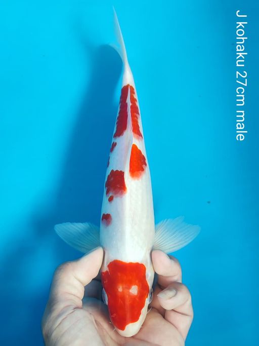 Lelang Koi Online, Jual Beli Ikan Koi, Pusat Jual Beli Koi, Info Lelang Koi Hari Ini, Platform Jual Beli Koi, Jual Beli Ikan Koi Online, Marketplace Ikan Koi, Jual Koi Terbaik, Tempat Beli Koi Berkualitas, Pasar Ikan Koi Online Terpercaya, Penjual Ikan Koi Terpercaya, Beli Koi Hias Online, Ikan Koi untuk Dijual, Koi Kualitas Terbaik, Toko Online Ikan Koi, Koi Hias Untuk Dijual, Jual Beli Ikan Koi Lokal, Koi Indonesia Online, Pusat Jual Beli Koi Terbesar