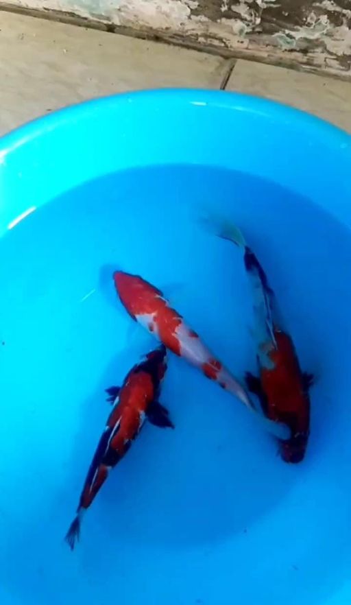 Lelang Koi Online, Jual Beli Ikan Koi, Pusat Jual Beli Koi, Info Lelang Koi Hari Ini, Platform Jual Beli Koi, Jual Beli Ikan Koi Online, Marketplace Ikan Koi, Jual Koi Terbaik, Tempat Beli Koi Berkualitas, Pasar Ikan Koi Online Terpercaya, Penjual Ikan Koi Terpercaya, Beli Koi Hias Online, Ikan Koi untuk Dijual, Koi Kualitas Terbaik, Toko Online Ikan Koi, Koi Hias Untuk Dijual, Jual Beli Ikan Koi Lokal, Koi Indonesia Online, Pusat Jual Beli Koi Terbesar