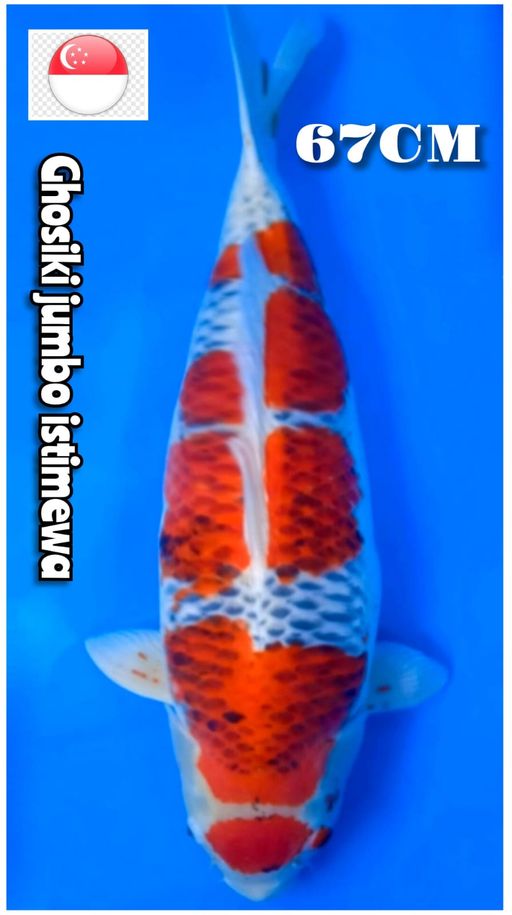 Lelang Koi Online, Jual Beli Ikan Koi, Pusat Jual Beli Koi, Info Lelang Koi Hari Ini, Platform Jual Beli Koi, Jual Beli Ikan Koi Online, Marketplace Ikan Koi, Jual Koi Terbaik, Tempat Beli Koi Berkualitas, Pasar Ikan Koi Online Terpercaya, Penjual Ikan Koi Terpercaya, Beli Koi Hias Online, Ikan Koi untuk Dijual, Koi Kualitas Terbaik, Toko Online Ikan Koi, Koi Hias Untuk Dijual, Jual Beli Ikan Koi Lokal, Koi Indonesia Online, Pusat Jual Beli Koi Terbesar