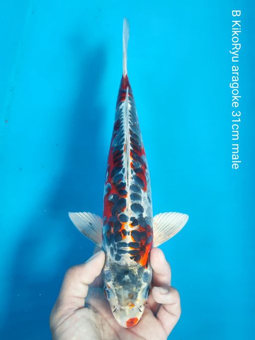Lelang Koi Online, Jual Beli Ikan Koi, Pusat Jual Beli Koi, Info Lelang Koi Hari Ini, Platform Jual Beli Koi, Jual Beli Ikan Koi Online, Marketplace Ikan Koi, Jual Koi Terbaik, Tempat Beli Koi Berkualitas, Pasar Ikan Koi Online Terpercaya, Penjual Ikan Koi Terpercaya, Beli Koi Hias Online, Ikan Koi untuk Dijual, Koi Kualitas Terbaik, Toko Online Ikan Koi, Koi Hias Untuk Dijual, Jual Beli Ikan Koi Lokal, Koi Indonesia Online, Pusat Jual Beli Koi Terbesar