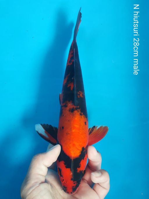 Lelang Koi Online, Jual Beli Ikan Koi, Pusat Jual Beli Koi, Info Lelang Koi Hari Ini, Platform Jual Beli Koi, Jual Beli Ikan Koi Online, Marketplace Ikan Koi, Jual Koi Terbaik, Tempat Beli Koi Berkualitas, Pasar Ikan Koi Online Terpercaya, Penjual Ikan Koi Terpercaya, Beli Koi Hias Online, Ikan Koi untuk Dijual, Koi Kualitas Terbaik, Toko Online Ikan Koi, Koi Hias Untuk Dijual, Jual Beli Ikan Koi Lokal, Koi Indonesia Online, Pusat Jual Beli Koi Terbesar