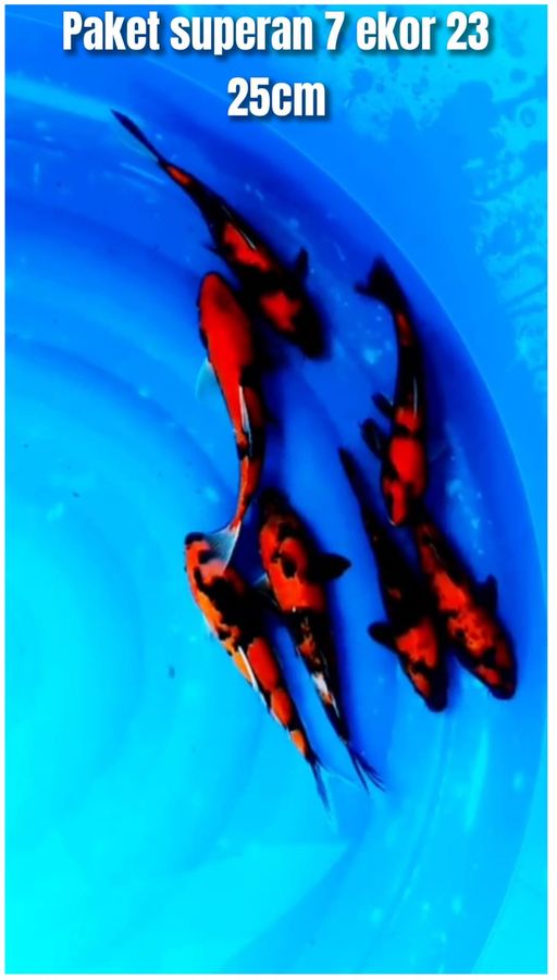 Lelang Koi Online, Jual Beli Ikan Koi, Pusat Jual Beli Koi, Info Lelang Koi Hari Ini, Platform Jual Beli Koi, Jual Beli Ikan Koi Online, Marketplace Ikan Koi, Jual Koi Terbaik, Tempat Beli Koi Berkualitas, Pasar Ikan Koi Online Terpercaya, Penjual Ikan Koi Terpercaya, Beli Koi Hias Online, Ikan Koi untuk Dijual, Koi Kualitas Terbaik, Toko Online Ikan Koi, Koi Hias Untuk Dijual, Jual Beli Ikan Koi Lokal, Koi Indonesia Online, Pusat Jual Beli Koi Terbesar