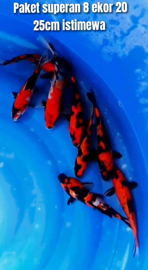 Lelang Koi Online, Jual Beli Ikan Koi, Pusat Jual Beli Koi, Info Lelang Koi Hari Ini, Platform Jual Beli Koi, Jual Beli Ikan Koi Online, Marketplace Ikan Koi, Jual Koi Terbaik, Tempat Beli Koi Berkualitas, Pasar Ikan Koi Online Terpercaya, Penjual Ikan Koi Terpercaya, Beli Koi Hias Online, Ikan Koi untuk Dijual, Koi Kualitas Terbaik, Toko Online Ikan Koi, Koi Hias Untuk Dijual, Jual Beli Ikan Koi Lokal, Koi Indonesia Online, Pusat Jual Beli Koi Terbesar