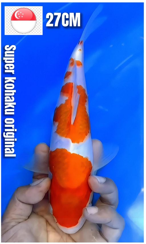 Lelang Koi Online, Jual Beli Ikan Koi, Pusat Jual Beli Koi, Info Lelang Koi Hari Ini, Platform Jual Beli Koi, Jual Beli Ikan Koi Online, Marketplace Ikan Koi, Jual Koi Terbaik, Tempat Beli Koi Berkualitas, Pasar Ikan Koi Online Terpercaya, Penjual Ikan Koi Terpercaya, Beli Koi Hias Online, Ikan Koi untuk Dijual, Koi Kualitas Terbaik, Toko Online Ikan Koi, Koi Hias Untuk Dijual, Jual Beli Ikan Koi Lokal, Koi Indonesia Online, Pusat Jual Beli Koi Terbesar