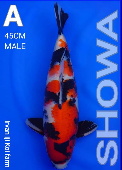 Lelang Koi Online, Jual Beli Ikan Koi, Pusat Jual Beli Koi, Info Lelang Koi Hari Ini, Platform Jual Beli Koi, Jual Beli Ikan Koi Online, Marketplace Ikan Koi, Jual Koi Terbaik, Tempat Beli Koi Berkualitas, Pasar Ikan Koi Online Terpercaya, Penjual Ikan Koi Terpercaya, Beli Koi Hias Online, Ikan Koi untuk Dijual, Koi Kualitas Terbaik, Toko Online Ikan Koi, Koi Hias Untuk Dijual, Jual Beli Ikan Koi Lokal, Koi Indonesia Online, Pusat Jual Beli Koi Terbesar