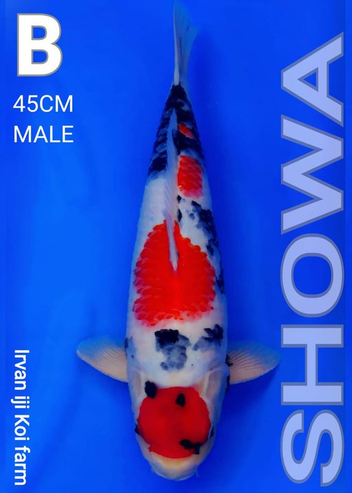 Lelang Koi Online, Jual Beli Ikan Koi, Pusat Jual Beli Koi, Info Lelang Koi Hari Ini, Platform Jual Beli Koi, Jual Beli Ikan Koi Online, Marketplace Ikan Koi, Jual Koi Terbaik, Tempat Beli Koi Berkualitas, Pasar Ikan Koi Online Terpercaya, Penjual Ikan Koi Terpercaya, Beli Koi Hias Online, Ikan Koi untuk Dijual, Koi Kualitas Terbaik, Toko Online Ikan Koi, Koi Hias Untuk Dijual, Jual Beli Ikan Koi Lokal, Koi Indonesia Online, Pusat Jual Beli Koi Terbesar