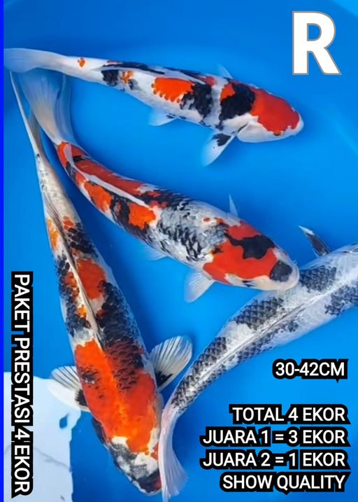 Lelang Koi Online, Jual Beli Ikan Koi, Pusat Jual Beli Koi, Info Lelang Koi Hari Ini, Platform Jual Beli Koi, Jual Beli Ikan Koi Online, Marketplace Ikan Koi, Jual Koi Terbaik, Tempat Beli Koi Berkualitas, Pasar Ikan Koi Online Terpercaya, Penjual Ikan Koi Terpercaya, Beli Koi Hias Online, Ikan Koi untuk Dijual, Koi Kualitas Terbaik, Toko Online Ikan Koi, Koi Hias Untuk Dijual, Jual Beli Ikan Koi Lokal, Koi Indonesia Online, Pusat Jual Beli Koi Terbesar