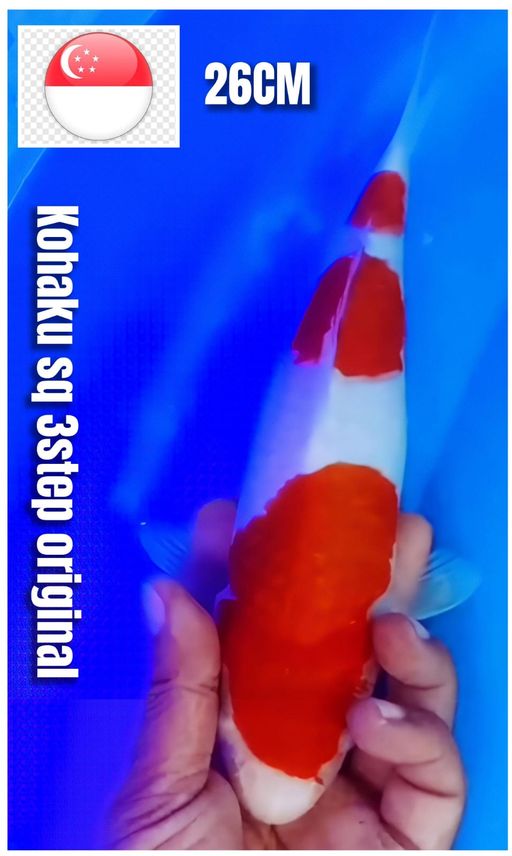 Lelang Koi Online, Jual Beli Ikan Koi, Pusat Jual Beli Koi, Info Lelang Koi Hari Ini, Platform Jual Beli Koi, Jual Beli Ikan Koi Online, Marketplace Ikan Koi, Jual Koi Terbaik, Tempat Beli Koi Berkualitas, Pasar Ikan Koi Online Terpercaya, Penjual Ikan Koi Terpercaya, Beli Koi Hias Online, Ikan Koi untuk Dijual, Koi Kualitas Terbaik, Toko Online Ikan Koi, Koi Hias Untuk Dijual, Jual Beli Ikan Koi Lokal, Koi Indonesia Online, Pusat Jual Beli Koi Terbesar