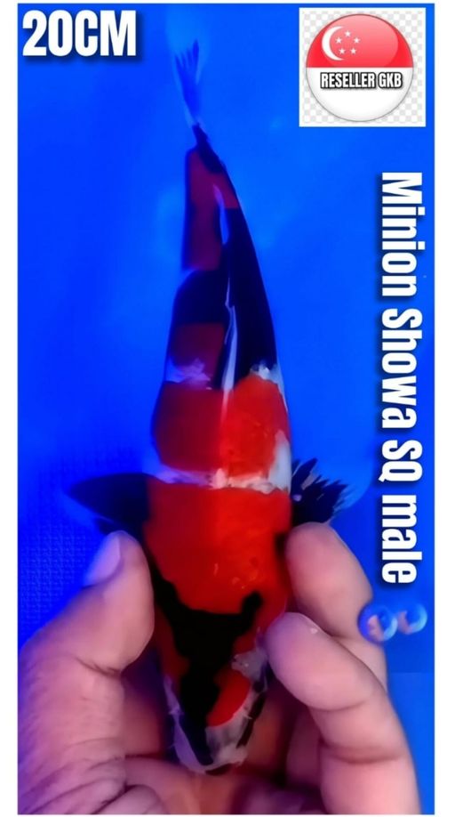 Lelang Koi Online, Jual Beli Ikan Koi, Pusat Jual Beli Koi, Info Lelang Koi Hari Ini, Platform Jual Beli Koi, Jual Beli Ikan Koi Online, Marketplace Ikan Koi, Jual Koi Terbaik, Tempat Beli Koi Berkualitas, Pasar Ikan Koi Online Terpercaya, Penjual Ikan Koi Terpercaya, Beli Koi Hias Online, Ikan Koi untuk Dijual, Koi Kualitas Terbaik, Toko Online Ikan Koi, Koi Hias Untuk Dijual, Jual Beli Ikan Koi Lokal, Koi Indonesia Online, Pusat Jual Beli Koi Terbesar