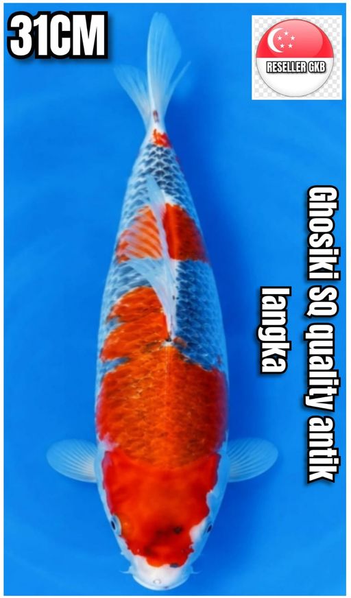 Lelang Koi Online, Jual Beli Ikan Koi, Pusat Jual Beli Koi, Info Lelang Koi Hari Ini, Platform Jual Beli Koi, Jual Beli Ikan Koi Online, Marketplace Ikan Koi, Jual Koi Terbaik, Tempat Beli Koi Berkualitas, Pasar Ikan Koi Online Terpercaya, Penjual Ikan Koi Terpercaya, Beli Koi Hias Online, Ikan Koi untuk Dijual, Koi Kualitas Terbaik, Toko Online Ikan Koi, Koi Hias Untuk Dijual, Jual Beli Ikan Koi Lokal, Koi Indonesia Online, Pusat Jual Beli Koi Terbesar