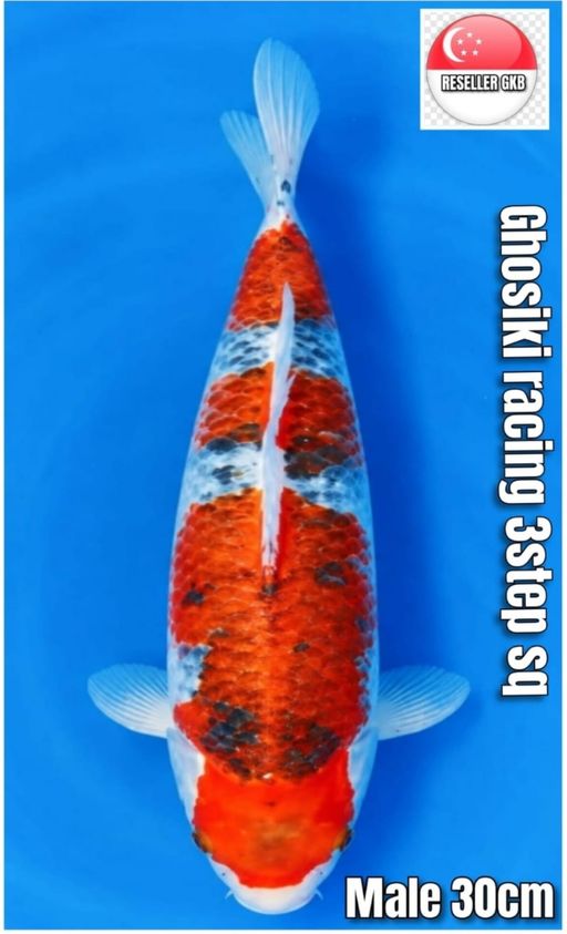 Lelang Koi Online, Jual Beli Ikan Koi, Pusat Jual Beli Koi, Info Lelang Koi Hari Ini, Platform Jual Beli Koi, Jual Beli Ikan Koi Online, Marketplace Ikan Koi, Jual Koi Terbaik, Tempat Beli Koi Berkualitas, Pasar Ikan Koi Online Terpercaya, Penjual Ikan Koi Terpercaya, Beli Koi Hias Online, Ikan Koi untuk Dijual, Koi Kualitas Terbaik, Toko Online Ikan Koi, Koi Hias Untuk Dijual, Jual Beli Ikan Koi Lokal, Koi Indonesia Online, Pusat Jual Beli Koi Terbesar