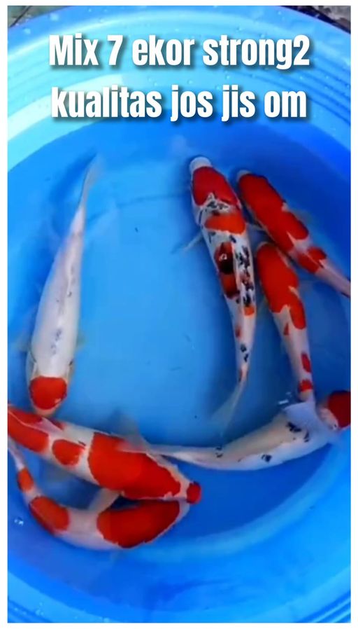 Lelang Koi Online, Jual Beli Ikan Koi, Pusat Jual Beli Koi, Info Lelang Koi Hari Ini, Platform Jual Beli Koi, Jual Beli Ikan Koi Online, Marketplace Ikan Koi, Jual Koi Terbaik, Tempat Beli Koi Berkualitas, Pasar Ikan Koi Online Terpercaya, Penjual Ikan Koi Terpercaya, Beli Koi Hias Online, Ikan Koi untuk Dijual, Koi Kualitas Terbaik, Toko Online Ikan Koi, Koi Hias Untuk Dijual, Jual Beli Ikan Koi Lokal, Koi Indonesia Online, Pusat Jual Beli Koi Terbesar