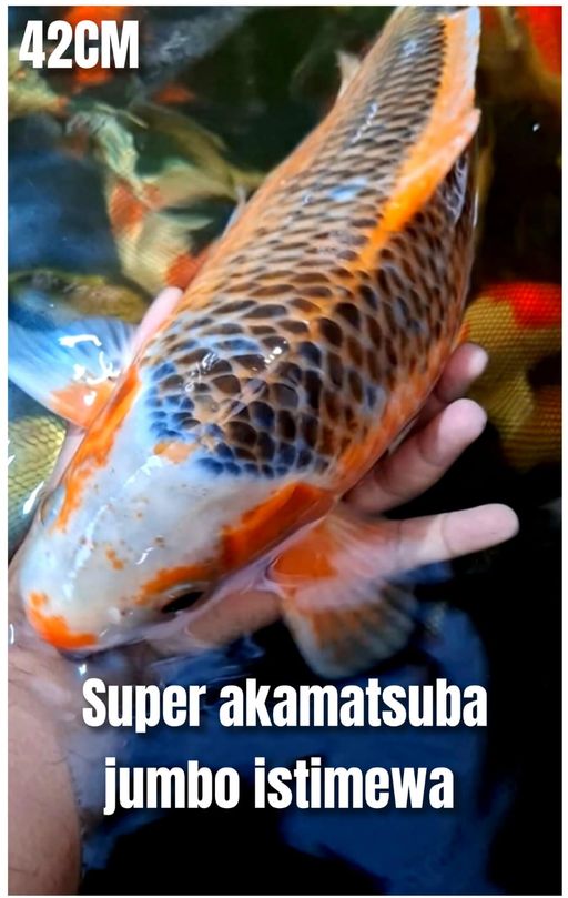 Lelang Koi Online, Jual Beli Ikan Koi, Pusat Jual Beli Koi, Info Lelang Koi Hari Ini, Platform Jual Beli Koi, Jual Beli Ikan Koi Online, Marketplace Ikan Koi, Jual Koi Terbaik, Tempat Beli Koi Berkualitas, Pasar Ikan Koi Online Terpercaya, Penjual Ikan Koi Terpercaya, Beli Koi Hias Online, Ikan Koi untuk Dijual, Koi Kualitas Terbaik, Toko Online Ikan Koi, Koi Hias Untuk Dijual, Jual Beli Ikan Koi Lokal, Koi Indonesia Online, Pusat Jual Beli Koi Terbesar