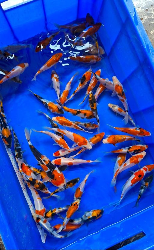 Lelang Koi Online, Jual Beli Ikan Koi, Pusat Jual Beli Koi, Info Lelang Koi Hari Ini, Platform Jual Beli Koi, Jual Beli Ikan Koi Online, Marketplace Ikan Koi, Jual Koi Terbaik, Tempat Beli Koi Berkualitas, Pasar Ikan Koi Online Terpercaya, Penjual Ikan Koi Terpercaya, Beli Koi Hias Online, Ikan Koi untuk Dijual, Koi Kualitas Terbaik, Toko Online Ikan Koi, Koi Hias Untuk Dijual, Jual Beli Ikan Koi Lokal, Koi Indonesia Online, Pusat Jual Beli Koi Terbesar