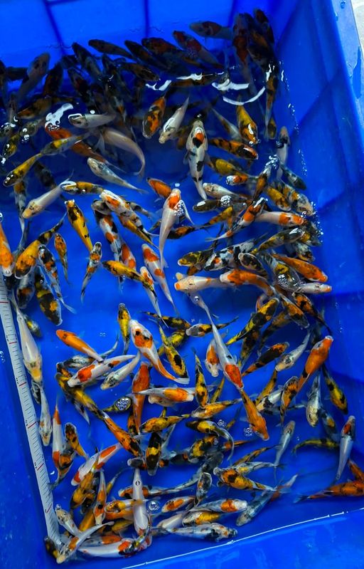 Lelang Koi Online, Jual Beli Ikan Koi, Pusat Jual Beli Koi, Info Lelang Koi Hari Ini, Platform Jual Beli Koi, Jual Beli Ikan Koi Online, Marketplace Ikan Koi, Jual Koi Terbaik, Tempat Beli Koi Berkualitas, Pasar Ikan Koi Online Terpercaya, Penjual Ikan Koi Terpercaya, Beli Koi Hias Online, Ikan Koi untuk Dijual, Koi Kualitas Terbaik, Toko Online Ikan Koi, Koi Hias Untuk Dijual, Jual Beli Ikan Koi Lokal, Koi Indonesia Online, Pusat Jual Beli Koi Terbesar