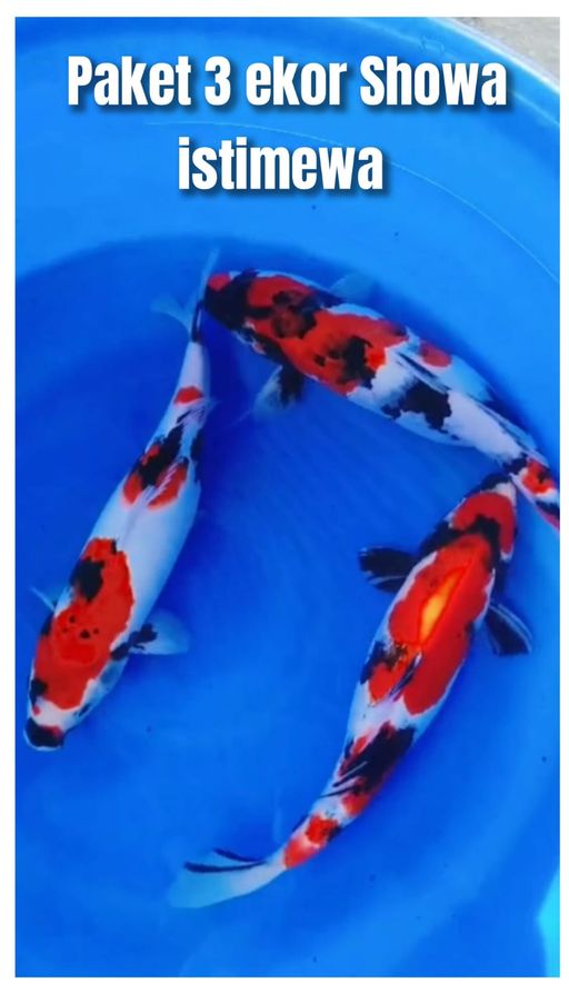 Lelang Koi Online, Jual Beli Ikan Koi, Pusat Jual Beli Koi, Info Lelang Koi Hari Ini, Platform Jual Beli Koi, Jual Beli Ikan Koi Online, Marketplace Ikan Koi, Jual Koi Terbaik, Tempat Beli Koi Berkualitas, Pasar Ikan Koi Online Terpercaya, Penjual Ikan Koi Terpercaya, Beli Koi Hias Online, Ikan Koi untuk Dijual, Koi Kualitas Terbaik, Toko Online Ikan Koi, Koi Hias Untuk Dijual, Jual Beli Ikan Koi Lokal, Koi Indonesia Online, Pusat Jual Beli Koi Terbesar