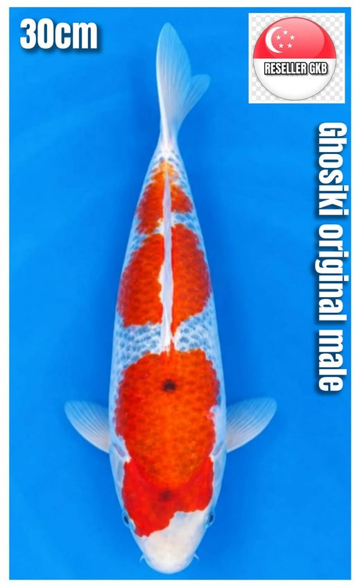 Lelang Koi Online, Jual Beli Ikan Koi, Pusat Jual Beli Koi, Info Lelang Koi Hari Ini, Platform Jual Beli Koi, Jual Beli Ikan Koi Online, Marketplace Ikan Koi, Jual Koi Terbaik, Tempat Beli Koi Berkualitas, Pasar Ikan Koi Online Terpercaya, Penjual Ikan Koi Terpercaya, Beli Koi Hias Online, Ikan Koi untuk Dijual, Koi Kualitas Terbaik, Toko Online Ikan Koi, Koi Hias Untuk Dijual, Jual Beli Ikan Koi Lokal, Koi Indonesia Online, Pusat Jual Beli Koi Terbesar