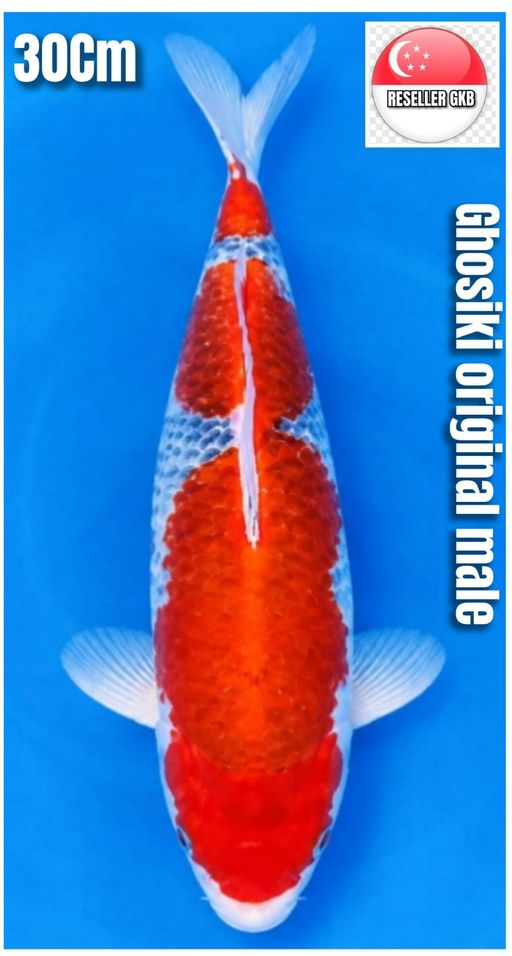 Lelang Koi Online, Jual Beli Ikan Koi, Pusat Jual Beli Koi, Info Lelang Koi Hari Ini, Platform Jual Beli Koi, Jual Beli Ikan Koi Online, Marketplace Ikan Koi, Jual Koi Terbaik, Tempat Beli Koi Berkualitas, Pasar Ikan Koi Online Terpercaya, Penjual Ikan Koi Terpercaya, Beli Koi Hias Online, Ikan Koi untuk Dijual, Koi Kualitas Terbaik, Toko Online Ikan Koi, Koi Hias Untuk Dijual, Jual Beli Ikan Koi Lokal, Koi Indonesia Online, Pusat Jual Beli Koi Terbesar