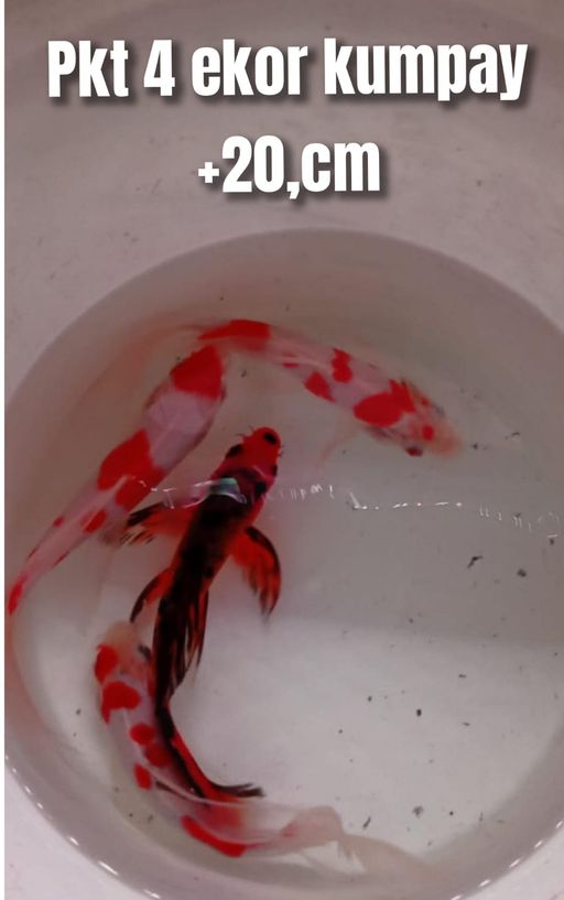Lelang Koi Online, Jual Beli Ikan Koi, Pusat Jual Beli Koi, Info Lelang Koi Hari Ini, Platform Jual Beli Koi, Jual Beli Ikan Koi Online, Marketplace Ikan Koi, Jual Koi Terbaik, Tempat Beli Koi Berkualitas, Pasar Ikan Koi Online Terpercaya, Penjual Ikan Koi Terpercaya, Beli Koi Hias Online, Ikan Koi untuk Dijual, Koi Kualitas Terbaik, Toko Online Ikan Koi, Koi Hias Untuk Dijual, Jual Beli Ikan Koi Lokal, Koi Indonesia Online, Pusat Jual Beli Koi Terbesar