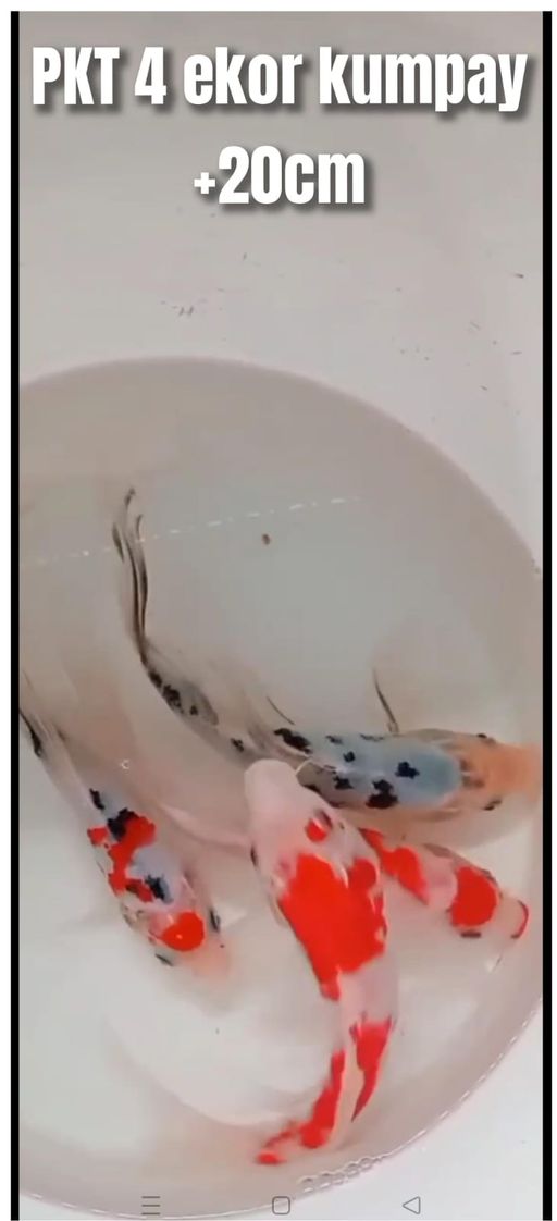 Lelang Koi Online, Jual Beli Ikan Koi, Pusat Jual Beli Koi, Info Lelang Koi Hari Ini, Platform Jual Beli Koi, Jual Beli Ikan Koi Online, Marketplace Ikan Koi, Jual Koi Terbaik, Tempat Beli Koi Berkualitas, Pasar Ikan Koi Online Terpercaya, Penjual Ikan Koi Terpercaya, Beli Koi Hias Online, Ikan Koi untuk Dijual, Koi Kualitas Terbaik, Toko Online Ikan Koi, Koi Hias Untuk Dijual, Jual Beli Ikan Koi Lokal, Koi Indonesia Online, Pusat Jual Beli Koi Terbesar
