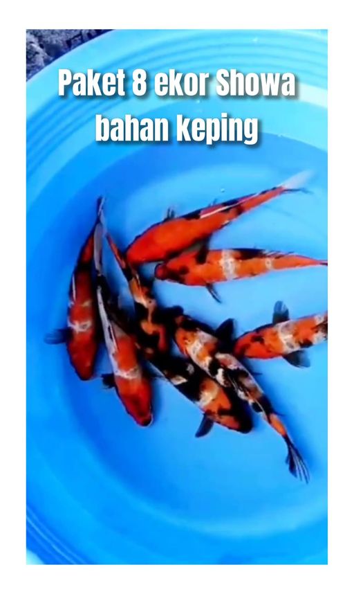 Lelang Koi Online, Jual Beli Ikan Koi, Pusat Jual Beli Koi, Info Lelang Koi Hari Ini, Platform Jual Beli Koi, Jual Beli Ikan Koi Online, Marketplace Ikan Koi, Jual Koi Terbaik, Tempat Beli Koi Berkualitas, Pasar Ikan Koi Online Terpercaya, Penjual Ikan Koi Terpercaya, Beli Koi Hias Online, Ikan Koi untuk Dijual, Koi Kualitas Terbaik, Toko Online Ikan Koi, Koi Hias Untuk Dijual, Jual Beli Ikan Koi Lokal, Koi Indonesia Online, Pusat Jual Beli Koi Terbesar