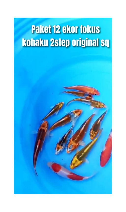 Lelang Koi Online, Jual Beli Ikan Koi, Pusat Jual Beli Koi, Info Lelang Koi Hari Ini, Platform Jual Beli Koi, Jual Beli Ikan Koi Online, Marketplace Ikan Koi, Jual Koi Terbaik, Tempat Beli Koi Berkualitas, Pasar Ikan Koi Online Terpercaya, Penjual Ikan Koi Terpercaya, Beli Koi Hias Online, Ikan Koi untuk Dijual, Koi Kualitas Terbaik, Toko Online Ikan Koi, Koi Hias Untuk Dijual, Jual Beli Ikan Koi Lokal, Koi Indonesia Online, Pusat Jual Beli Koi Terbesar